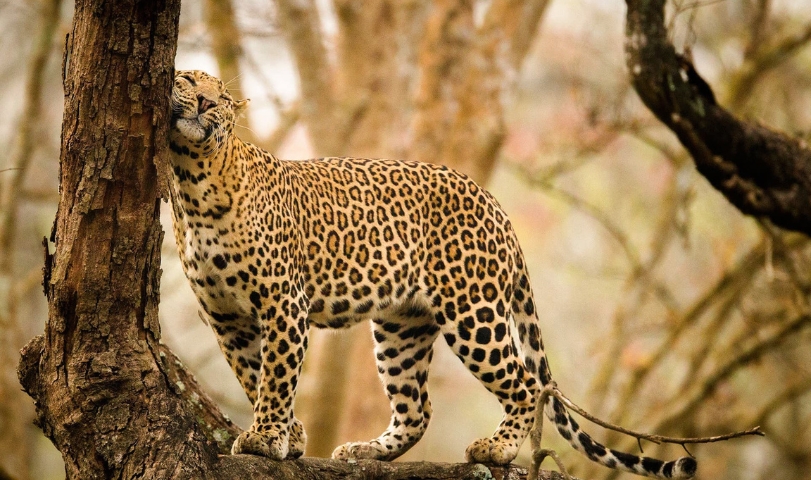 safari-experience