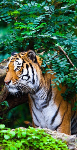 MakeMySafaris