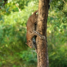MakeMySafaris